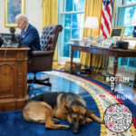 Biden's Bad Dog