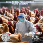 Could a bird flu pandemic be '100 times worse' than COVID?